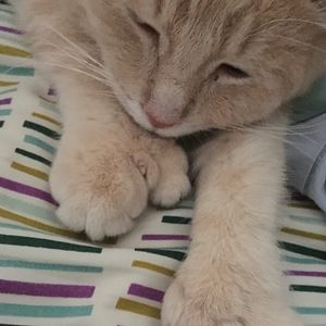 Meet your Posher, Alissa